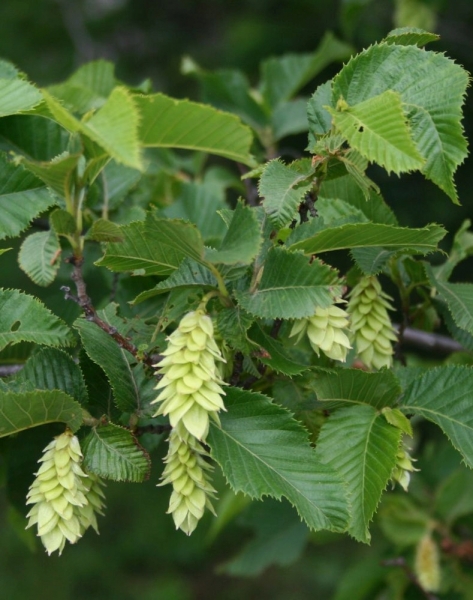 Pflanzenbild gross Hopfenbuche - Ostrya carpinifolia