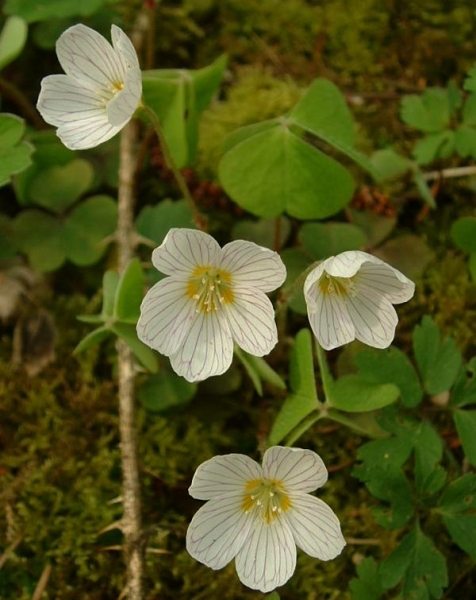 Pflanzenbild gross Wald-Sauerklee - Oxalis acetosella