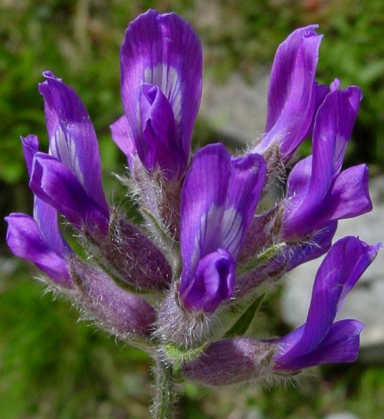Pflanzenbild gross Hallers Spitzkiel - Oxytropis halleri