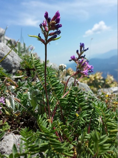 Pflanzenbild gross Berg-Spitzkiel - Oxytropis jacquinii