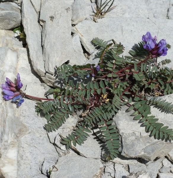 Pflanzenbild gross Berg-Spitzkiel - Oxytropis jacquinii