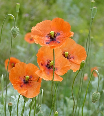 Pflanzenbild gross Saat-Mohn - Papaver dubium