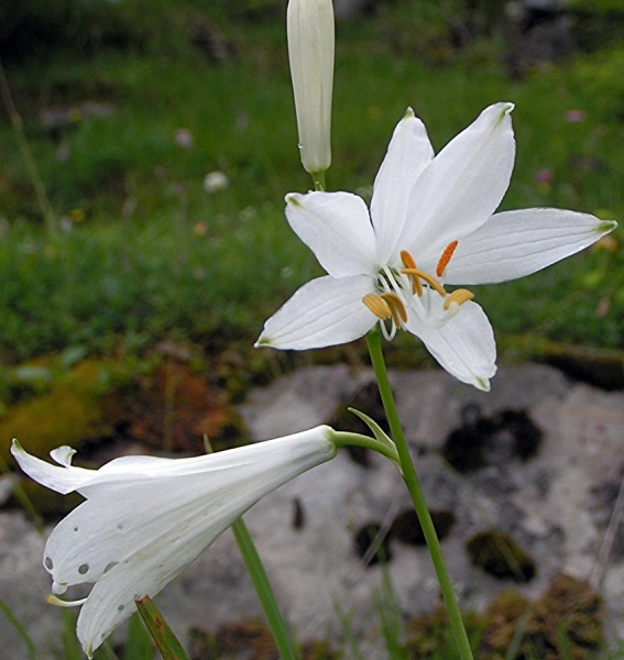 Pflanzenbild gross Weisse Trichterlilie - Paradisea liliastrum