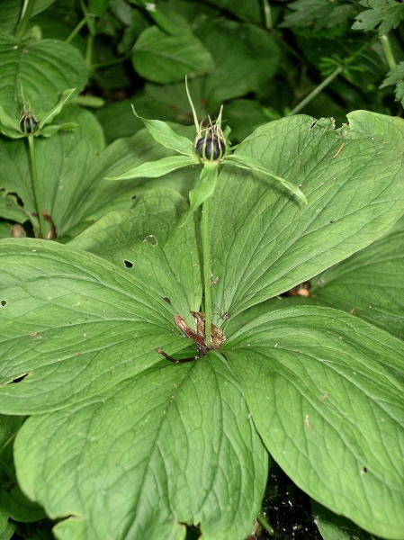Pflanzenbild gross Vierblättrige Einbeere - Paris quadrifolia