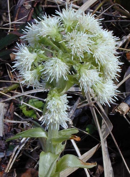 Pflanzenbild gross Weisse Pestwurz - Petasites albus