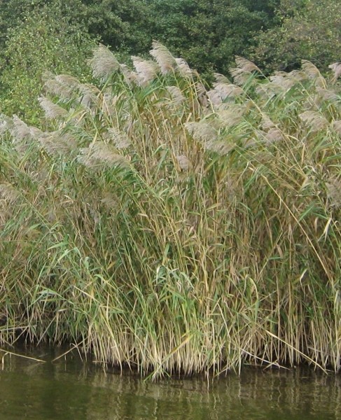 Pflanzenbild gross Schilf - Phragmites australis