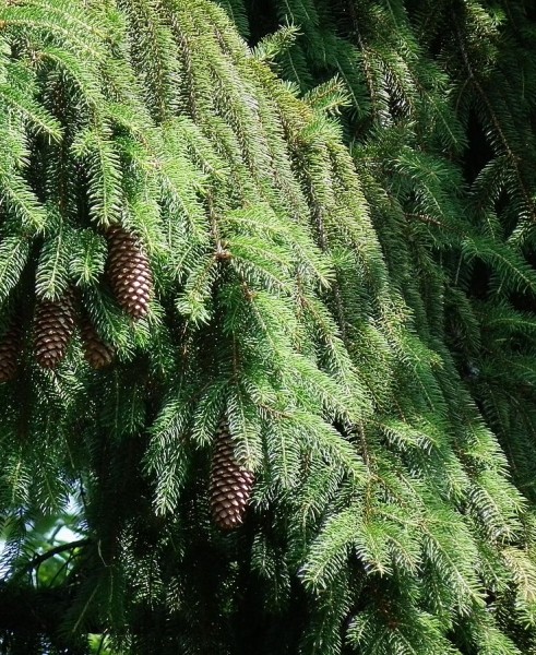 Pflanzenbild gross Fichte - Picea abies