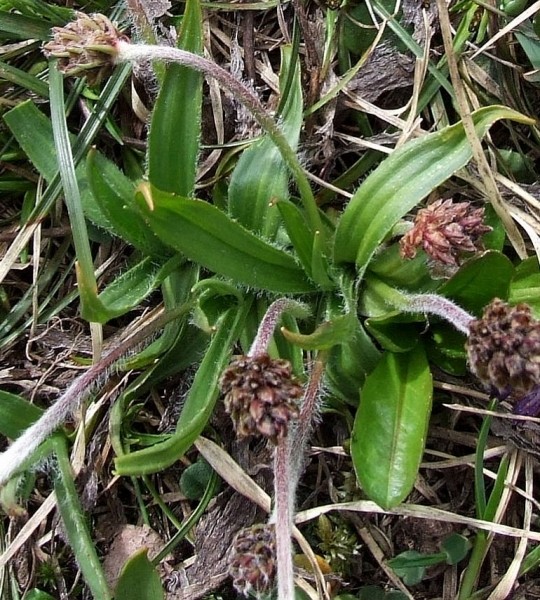Pflanzenbild gross Berg-Wegerich - Plantago atrata