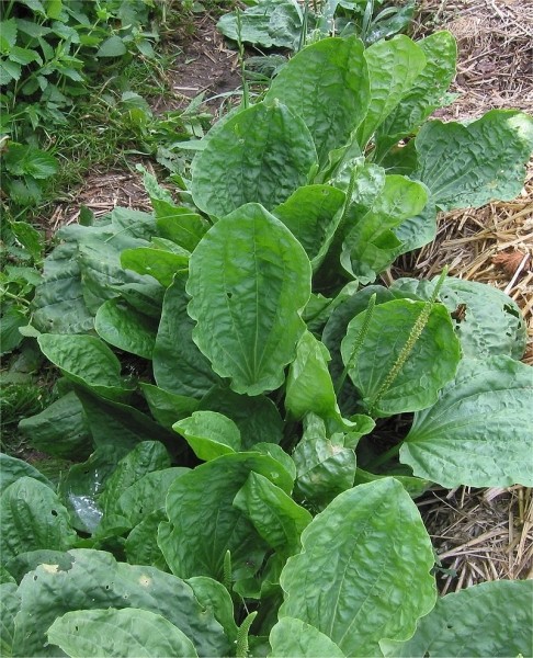 Pflanzenbild gross Breit-Wegerich - Plantago major