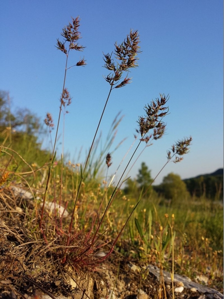 Pflanzenbild gross Knolliges Rispengras - Poa bulbosa