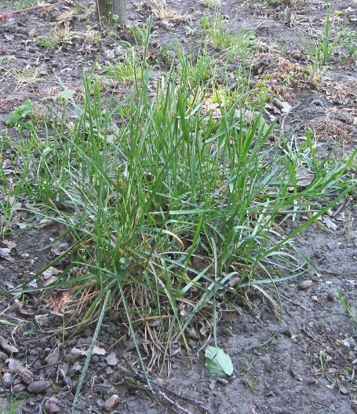 Pflanzenbild gross Gewöhnliches Wiesen-Rispengras - Poa pratensis