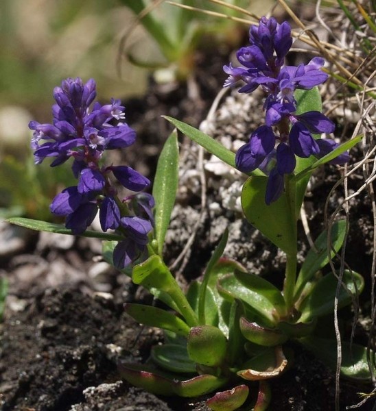 Pflanzenbild gross Voralpen-Kreuzblume - Polygala alpestris