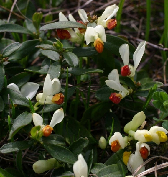 Pflanzenbild gross Buchsblättrige Kreuzblume - Polygala chamaebuxus