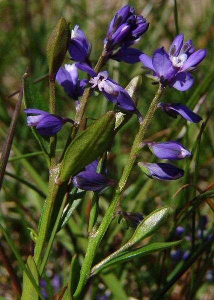 Pflanzenbild gross Wiesen-Kreuzblume - Polygala vulgaris