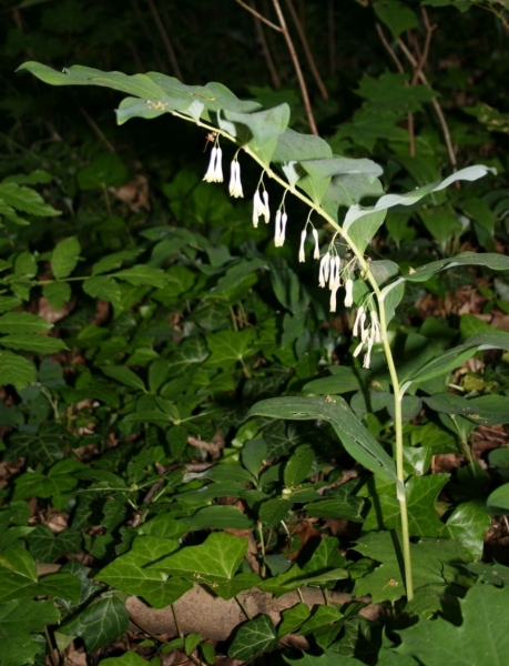 Pflanzenbild gross Vielblütiges Salomonssiegel - Polygonatum multiflorum