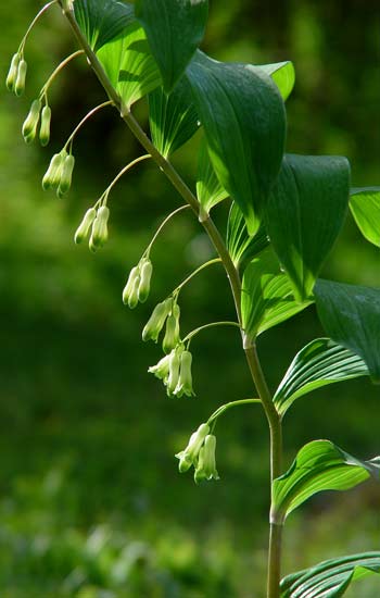 Pflanzenbild gross Vielblütiges Salomonssiegel - Polygonatum multiflorum