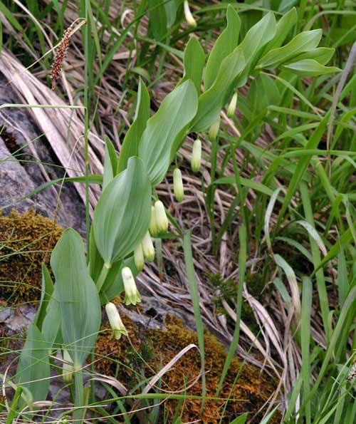 Pflanzenbild gross Echtes Salomonssiegel - Polygonatum odoratum