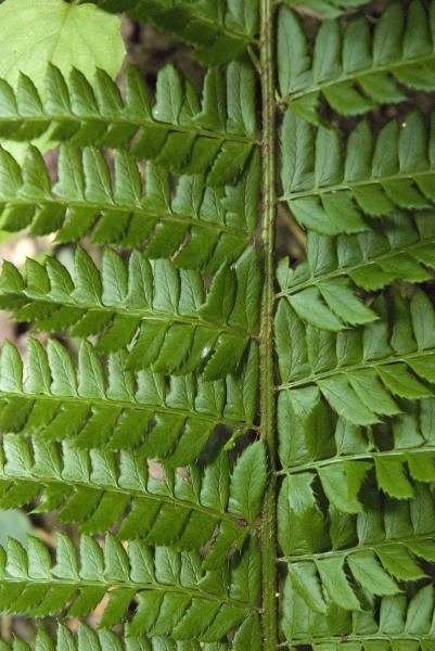 Pflanzenbild gross Gelappter Schildfarn - Polystichum aculeatum
