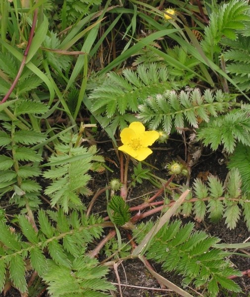 Pflanzenbild gross Gänse-Fingerkraut - Potentilla anserina