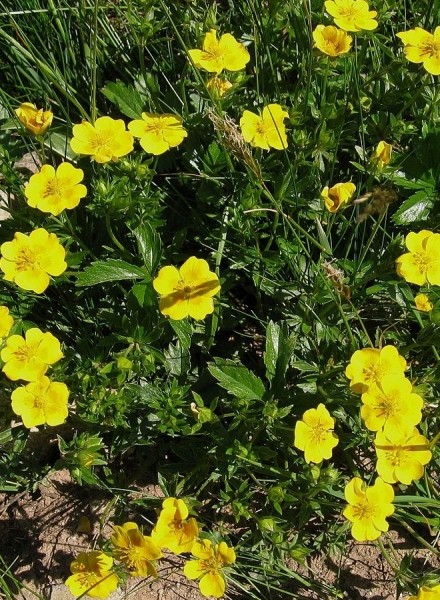 Pflanzenbild gross Gold-Fingerkraut - Potentilla aurea