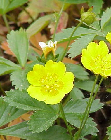 Pflanzenbild gross Gold-Fingerkraut - Potentilla aurea