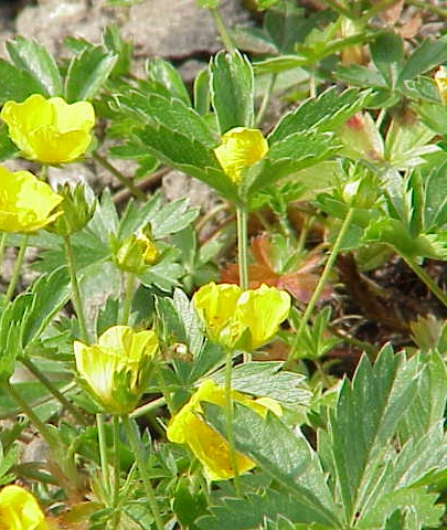 Pflanzenbild gross Gold-Fingerkraut - Potentilla aurea