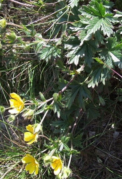 Pflanzenbild gross Crantz' Fingerkraut - Potentilla crantzii