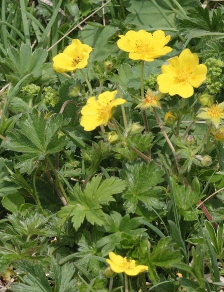 Pflanzenbild gross Crantz' Fingerkraut - Potentilla crantzii