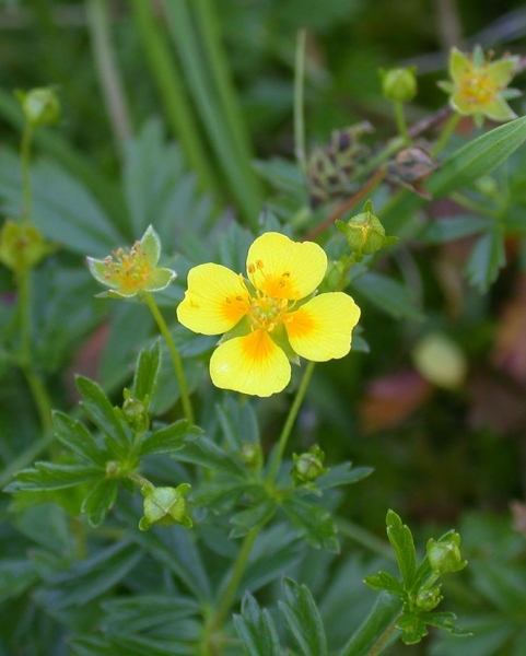 Pflanzenbild gross Blutwurz - Potentilla erecta