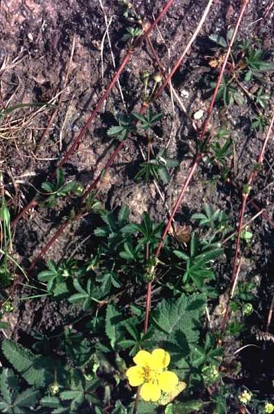 Pflanzenbild gross Kriechendes Fingerkraut - Potentilla reptans
