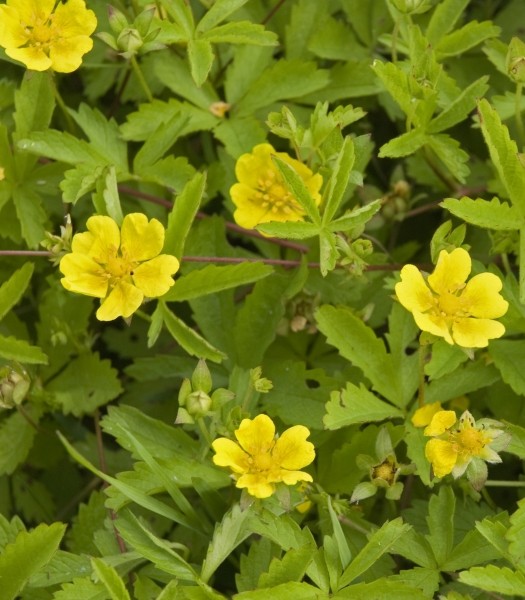 Pflanzenbild gross Kriechendes Fingerkraut - Potentilla reptans