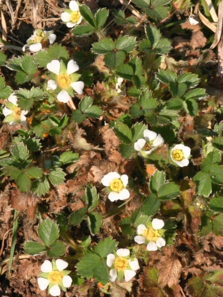 Pflanzenbild gross Erdbeer-Fingerkraut - Potentilla sterilis