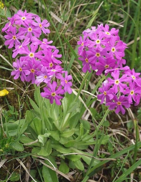 Pflanzenbild gross Mehl-Primel - Primula farinosa