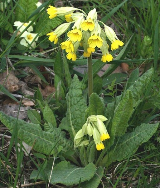 Pflanzenbild gross Frühlings-Schlüsselblume - Primula veris