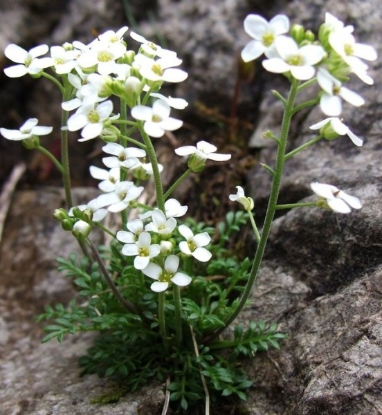 Pflanzenbild gross Gämskresse - Pritzelago alpina
