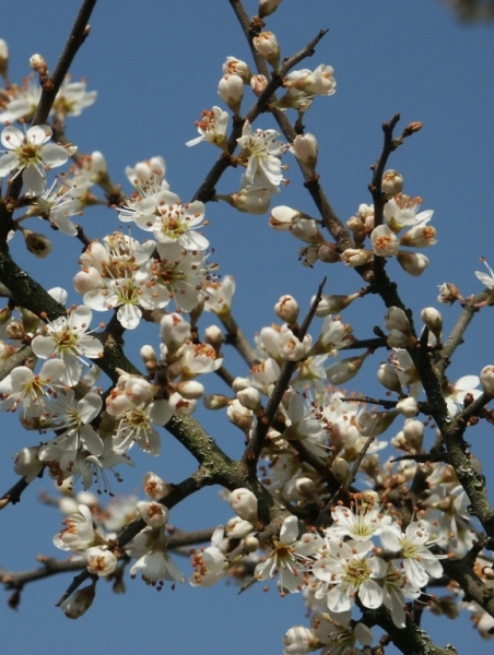 Pflanzenbild gross Schwarzdorn - Prunus spinosa