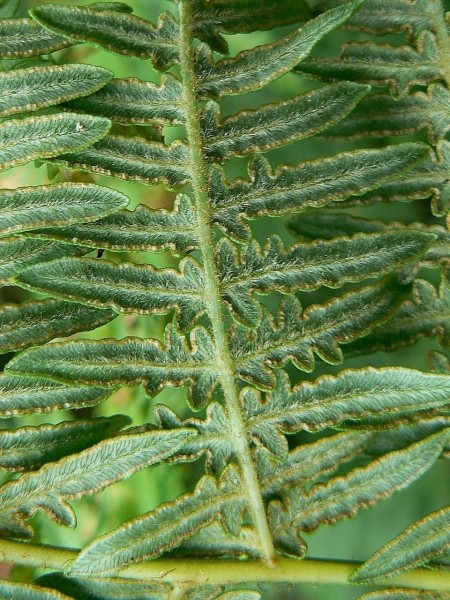 Pflanzenbild gross Adlerfarn - Pteridium aquilinum