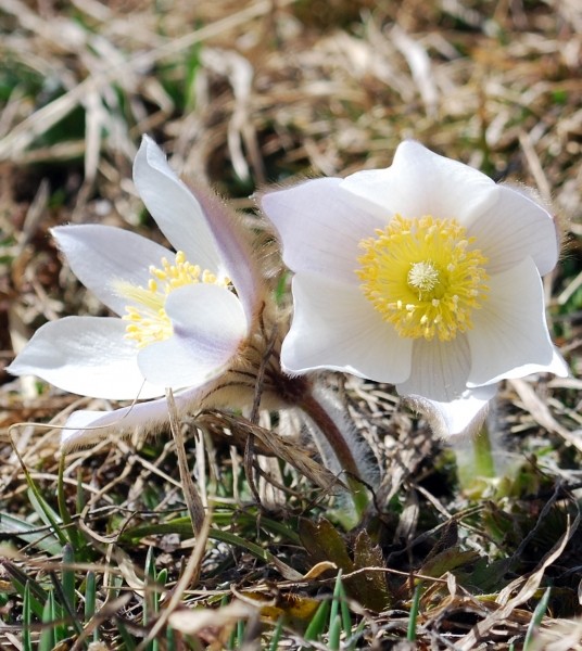 Pflanzenbild gross Frühlings-Anemone - Pulsatilla vernalis