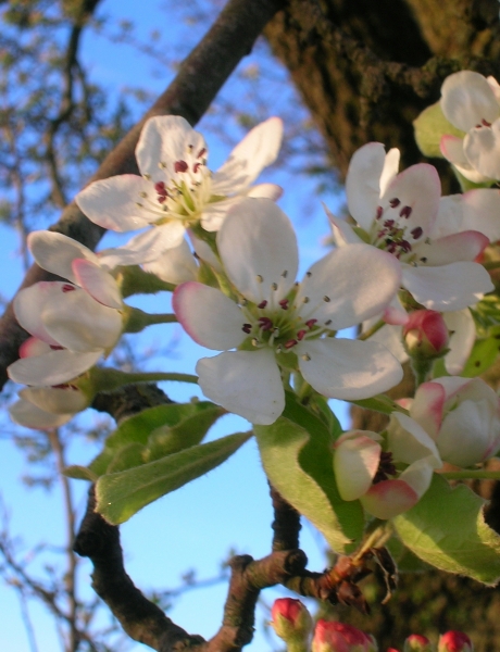 Pflanzenbild gross Wilder Birnbaum - Pyrus pyraster