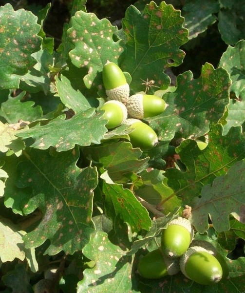 Pflanzenbild gross Trauben-Eiche - Quercus petraea