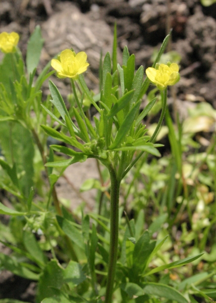 Pflanzenbild gross Acker-Hahnenfuss - Ranunculus arvensis