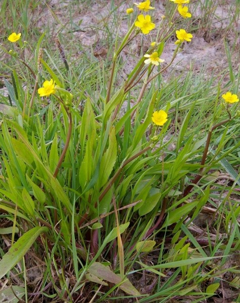 Pflanzenbild gross Kleiner Sumpf-Hahnenfuss - Ranunculus flammula