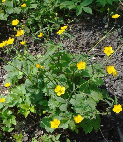 Pflanzenbild gross Wolliger Hahnenfuss - Ranunculus lanuginosus