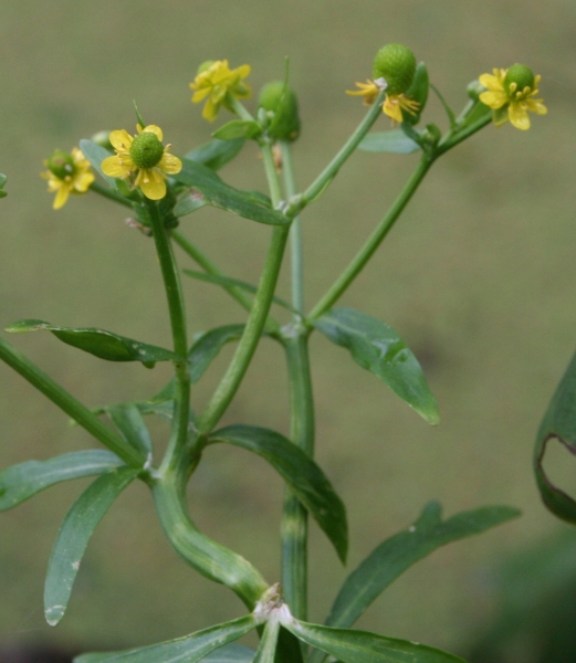 Pflanzenbild gross Gift-Hahnenfuss - Ranunculus sceleratus