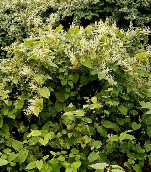 Pflanzenbild gross Japanischer Staudenknöterich - Reynoutria japonica