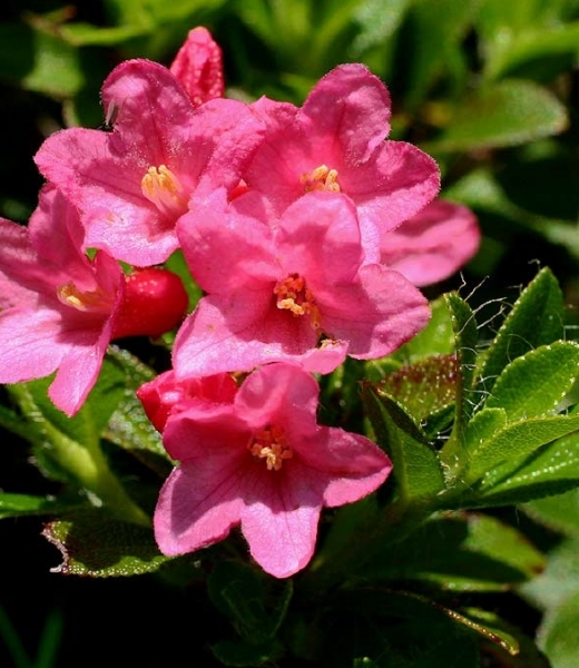 Pflanzenbild gross Bewimperte Alpenrose - Rhododendron hirsutum