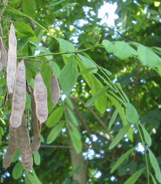 Pflanzenbild gross Robinie - Robinia pseudoacacia
