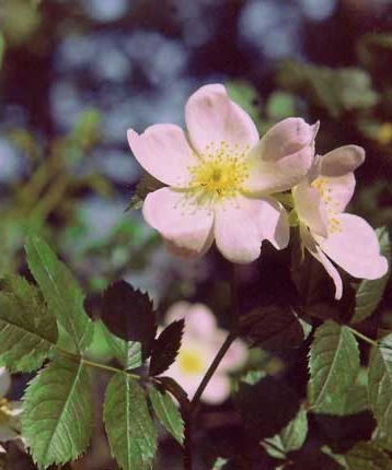 Pflanzenbild gross Hunds-Rose - Rosa canina aggr.