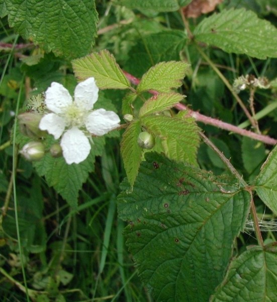 Pflanzenbild gross Blaue Brombeere - Rubus caesius