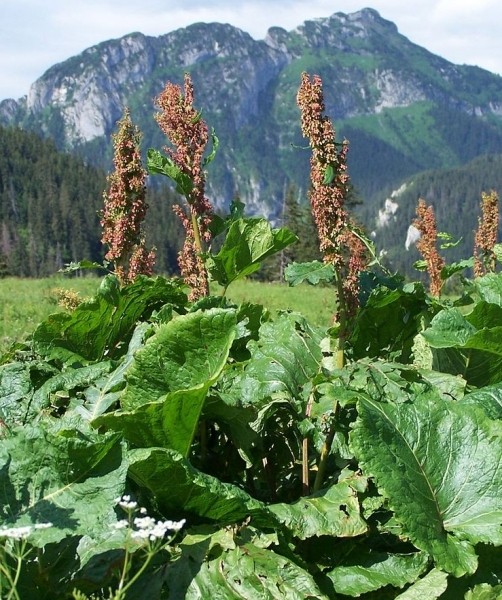 Pflanzenbild gross Alpen-Ampfer - Rumex alpinus